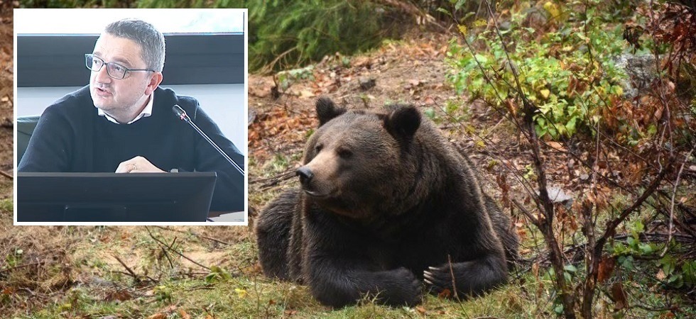 “Denunceremo Fugatti se riuscirà a far massacrare l'orso”: l'attacco di Animalisti italiani dopo la decisione di abbattere